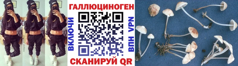 ОМГ ОМГ зеркало  Карачев  Галлюциногенные грибы Psilocybine cubensis 